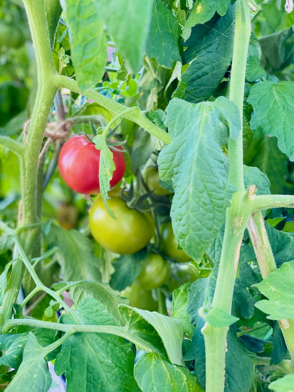 Grüne Tomaten und Wechseljahre
