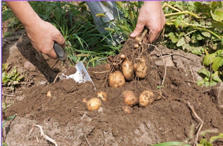 digging up potatoes