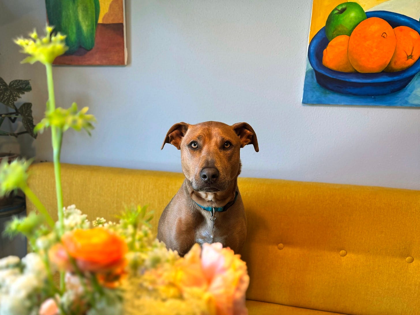 Abner in Spring.