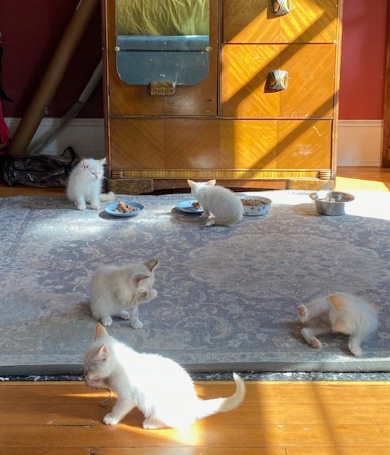 Five cream-colored kittens lounging and bathing on a blueish rug