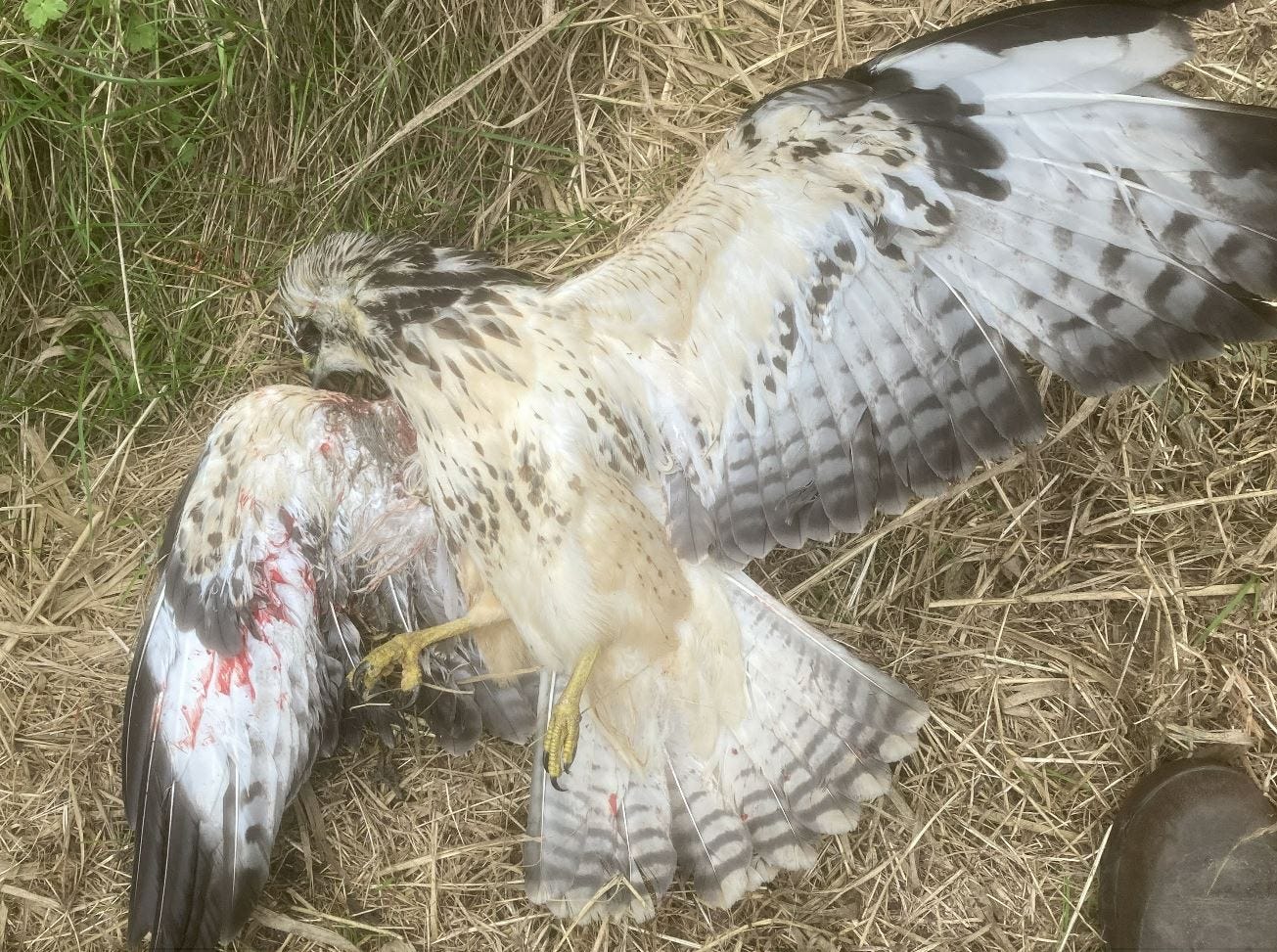 shot buzzard matthew stroud norfolk