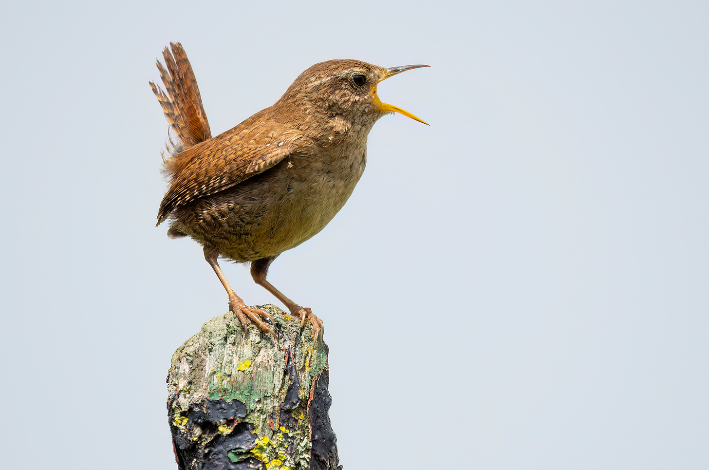 Photo of a wren perched on a post with its beak wide open and tail cocked