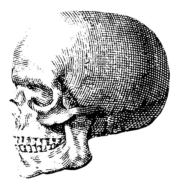 A transparent engraving of a skull in profile, looking left.