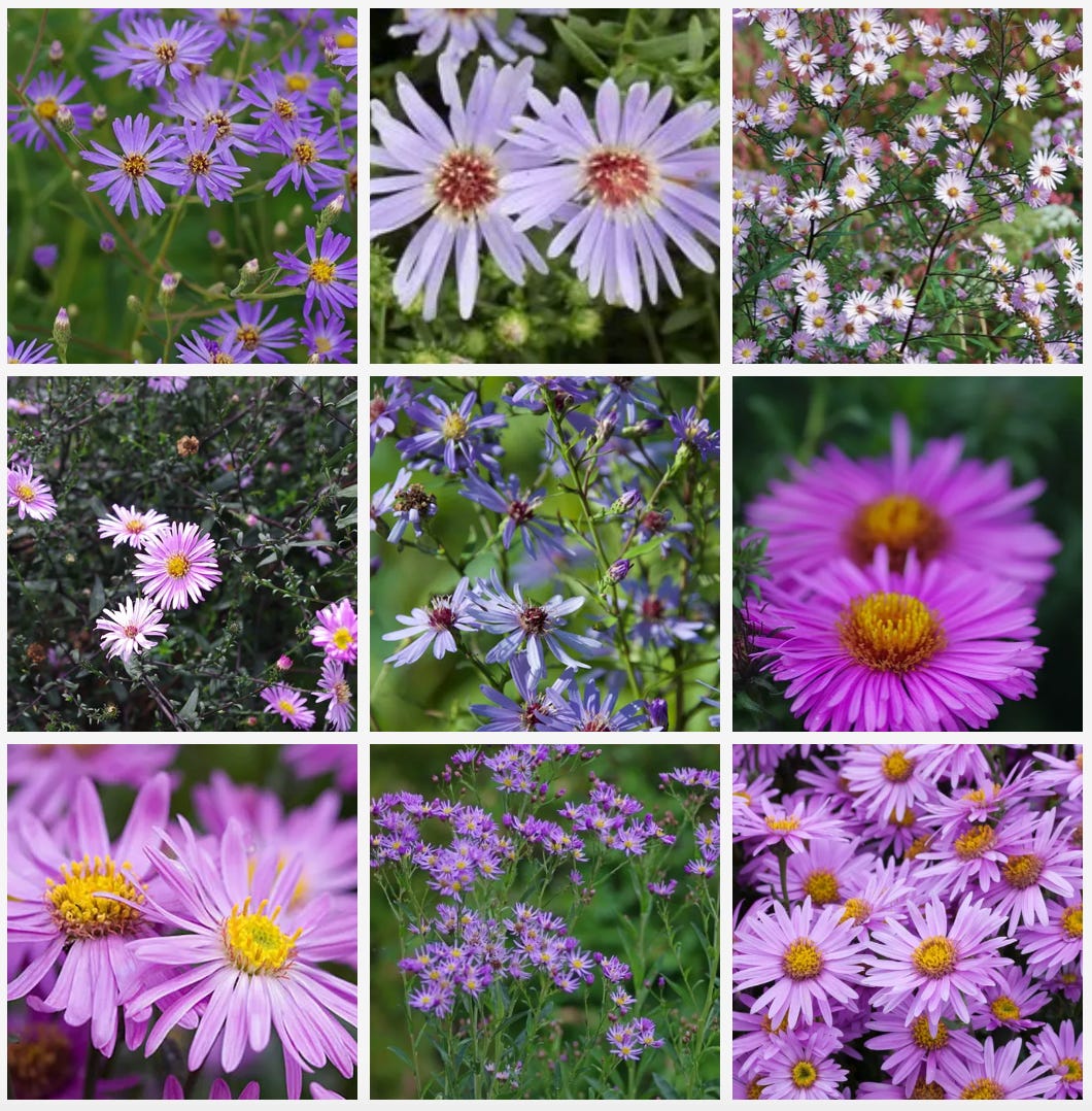 pink and blue daisies