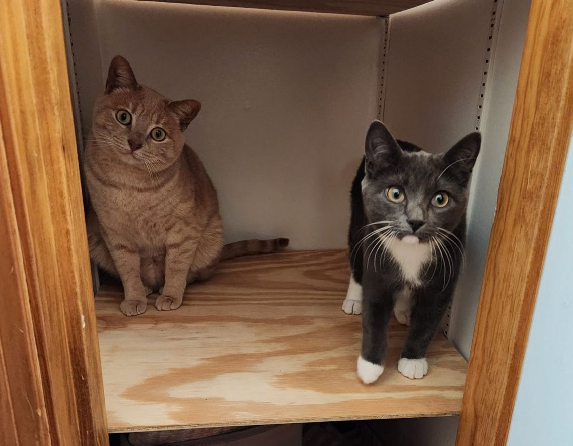A picture of two cats standing inside a linen closet