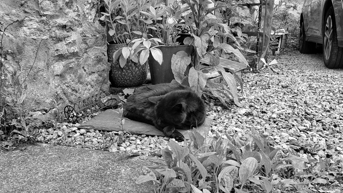 A black cat curled up on a piece of slate, having a snooze