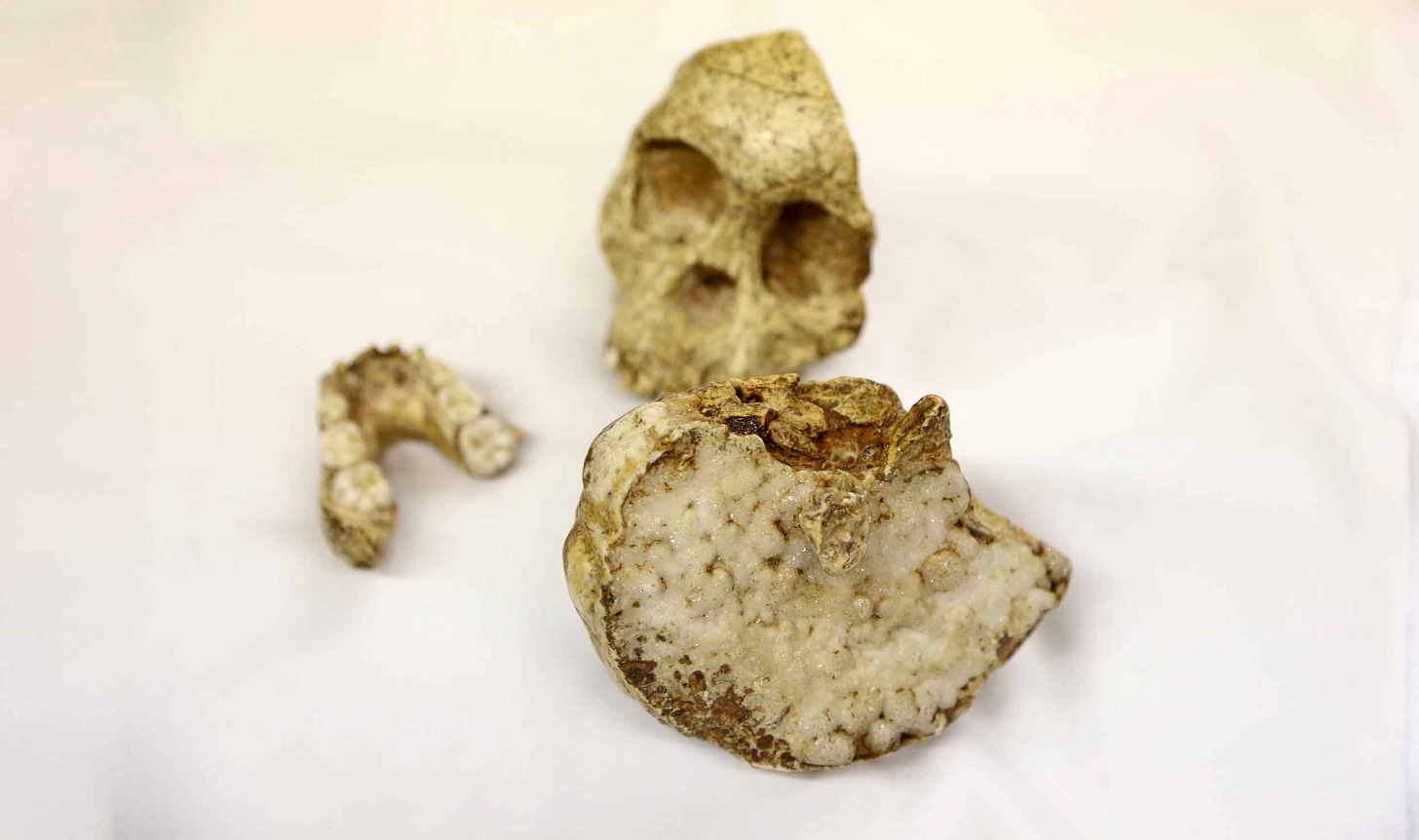 Taung skull, mandible, and endocast arranged on a tabletop with a white cloth backdrop Taung skull, mandible, and endocast arranged on a tabletop with a white cloth backdrop
