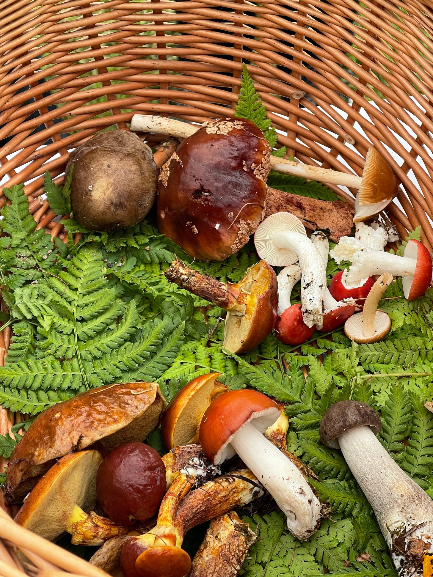 A foraging basket full of a variety of fungi