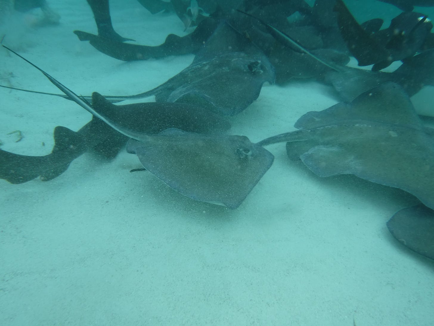 Sharks and rays in Shark Ray Alley Belize