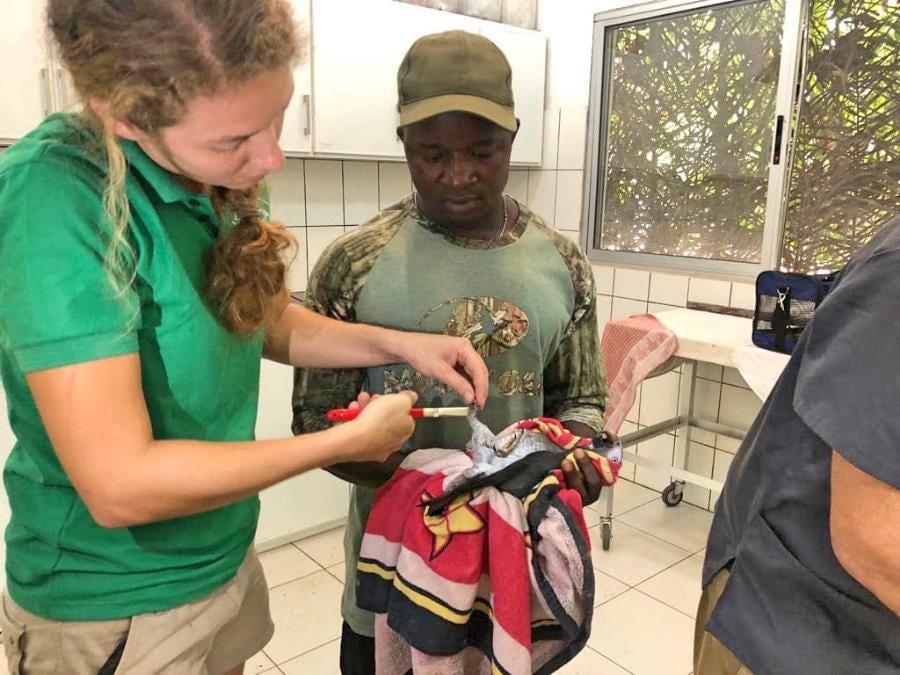 Wildlife volunteering in Africa