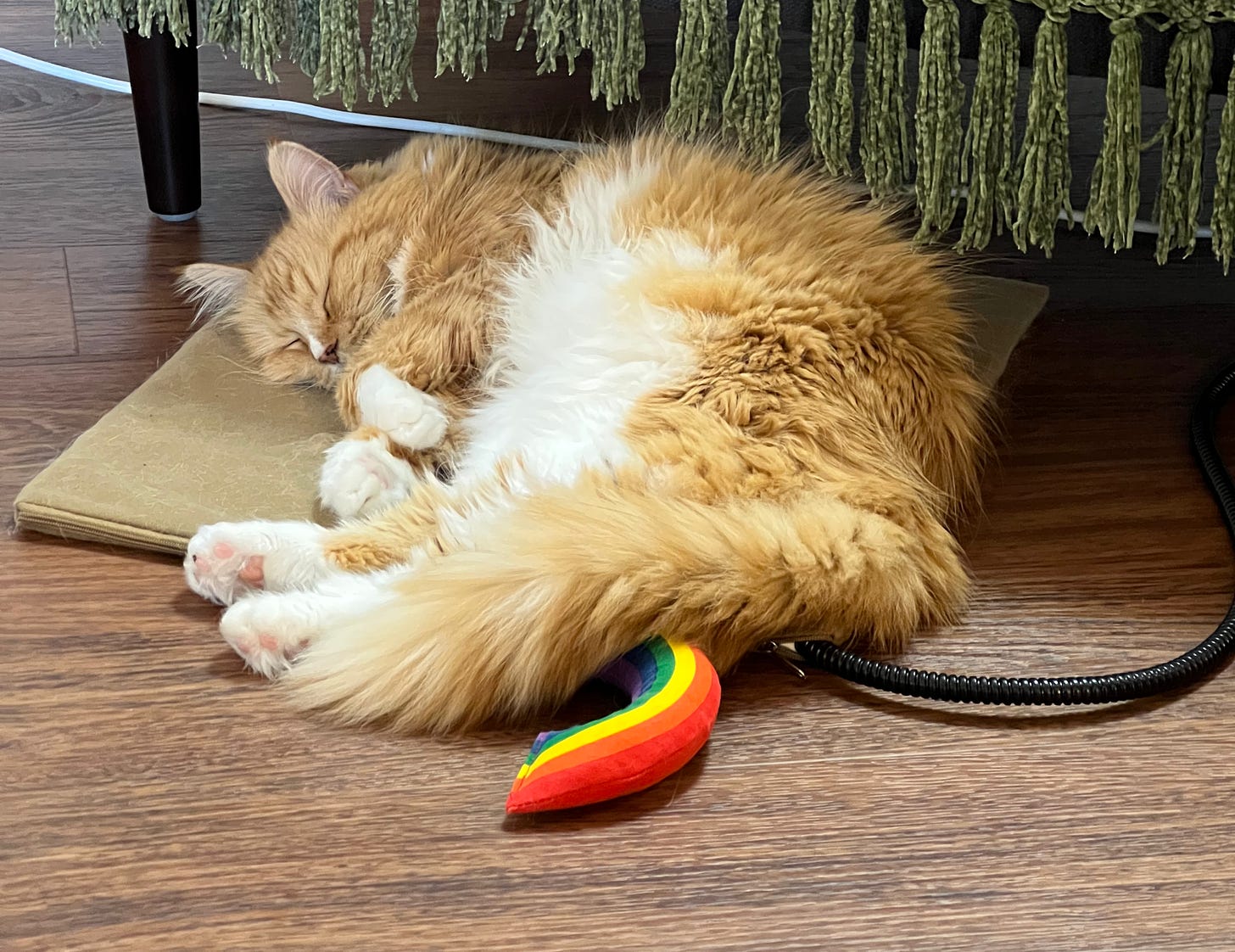 Stella sleeps on a heated cat mat with a rainbow toy poking out from underneath her tail