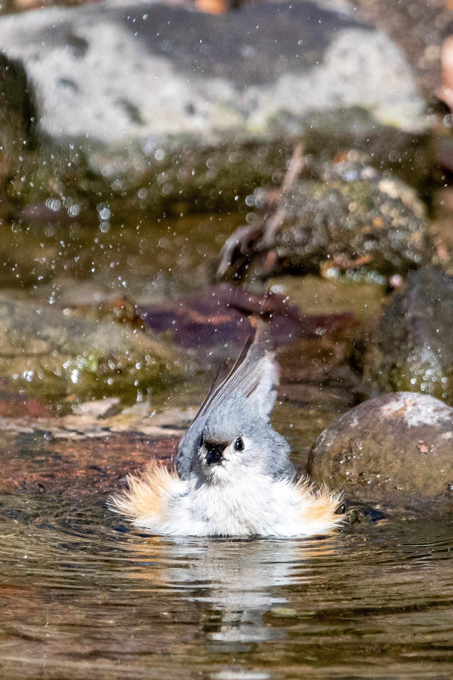 A tufted titmouse in water, wriggling and splashing