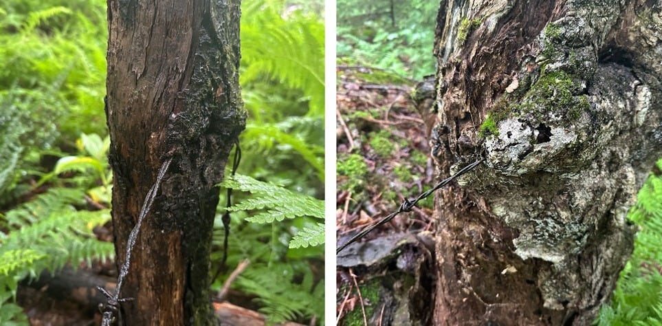 Two different trees growing around barbed wire of an old fence line. Two different trees growing around barbed wire of an old fence line.