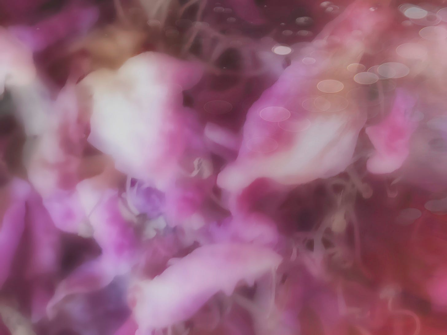 Abstract photograph processed from pink flowers giving a dreams pink blurred effect