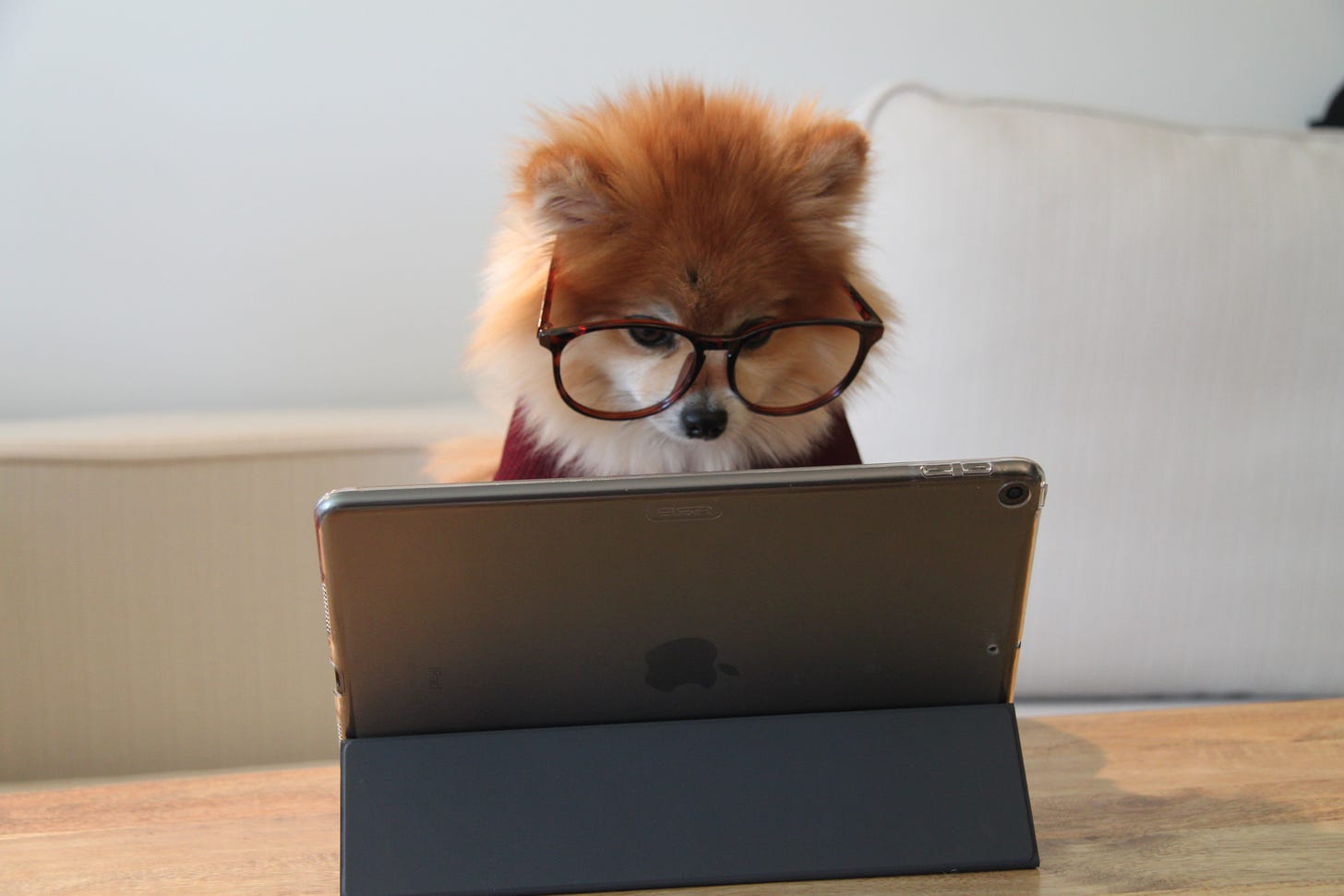 A red Pomeranian dog is wearing glasses and looking at an iPad 