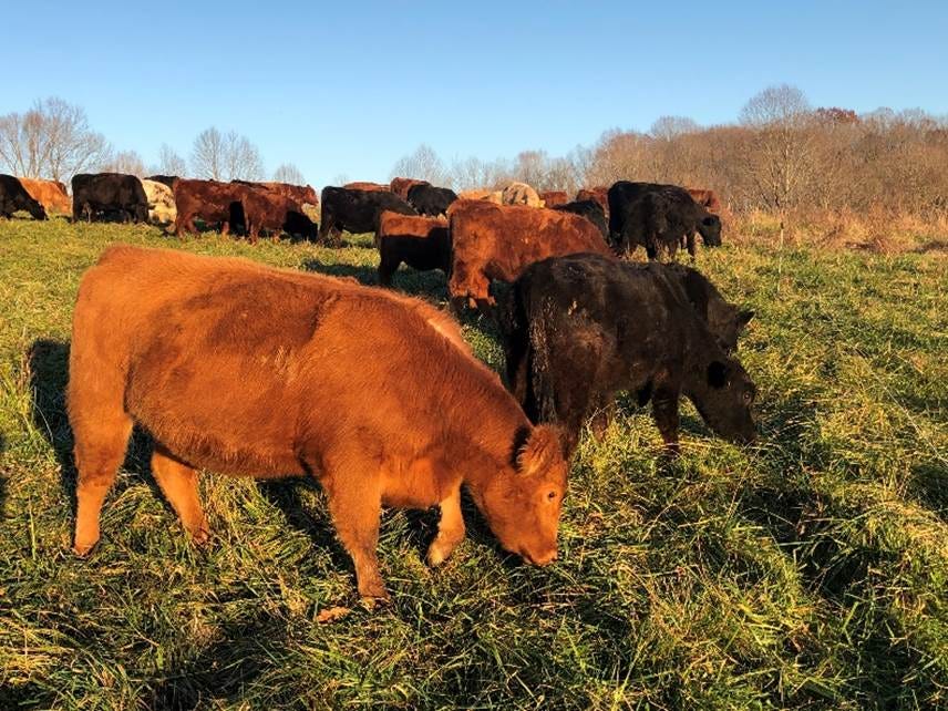 A group of cows grazing in a field AI-generated content may be incorrect.
