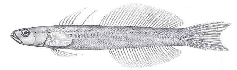 a drawing of a small fish