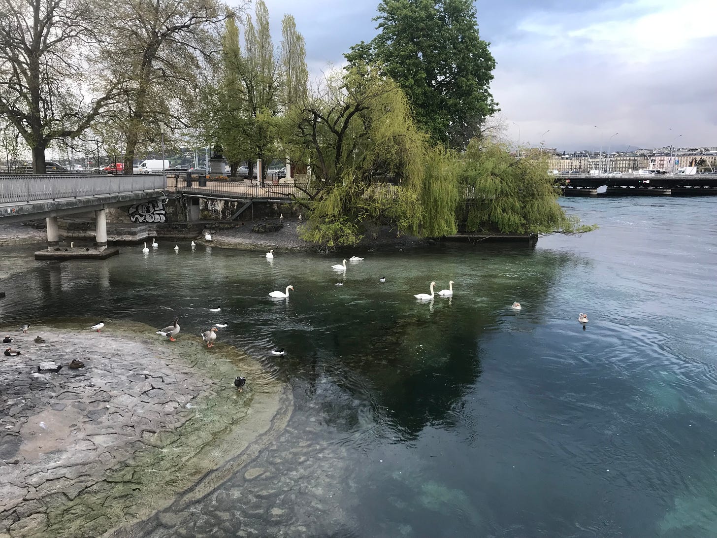 Ducks and swans swim near Île Rousseau in Lake Geneva.