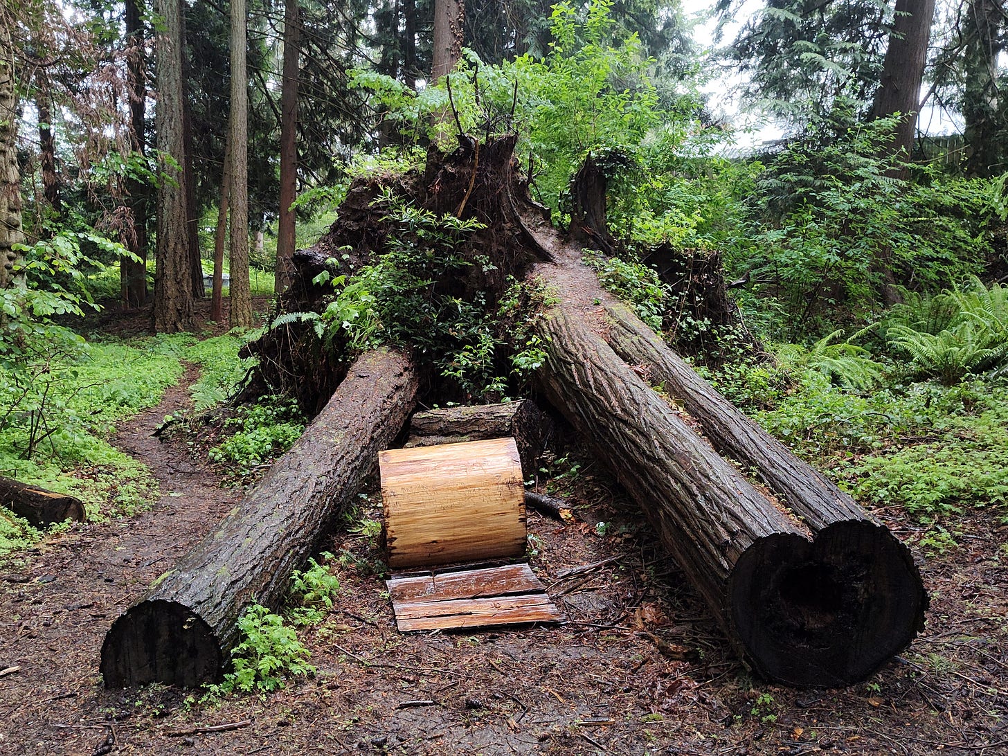 A double stump---what looks like the remaing of two cedar trees with inter-connected root systems that fell and were left to nurture ferns and shrubs (and one round with the bark stripped off left between them). 