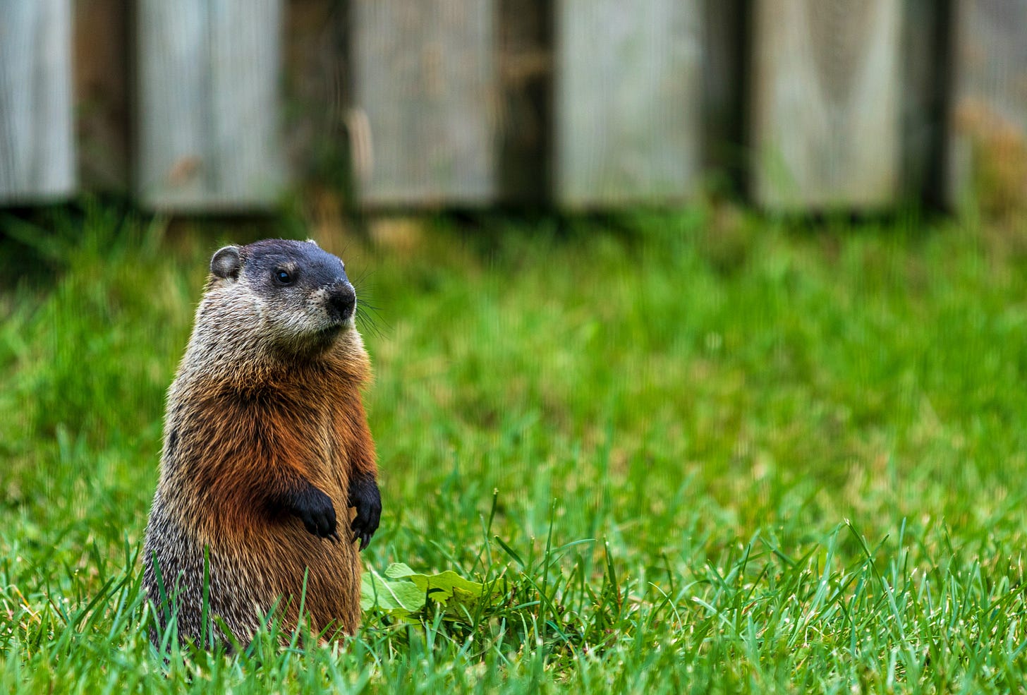 A groundhog sitting on its haunches in a suburban backyard