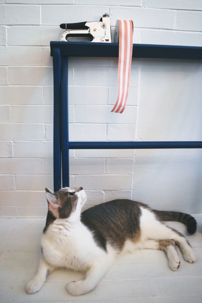 cat looking up at the dangling ribbon