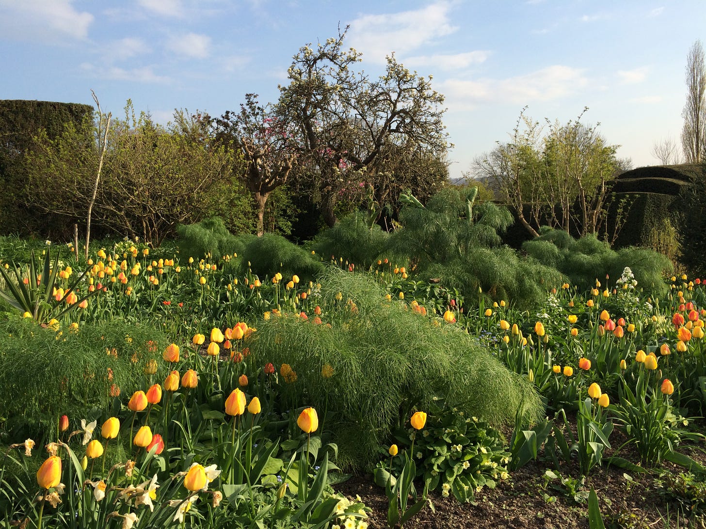 Tulips coming up among the foliage of Giant Fennel at Great Dixter. Photo by Molly Hendry