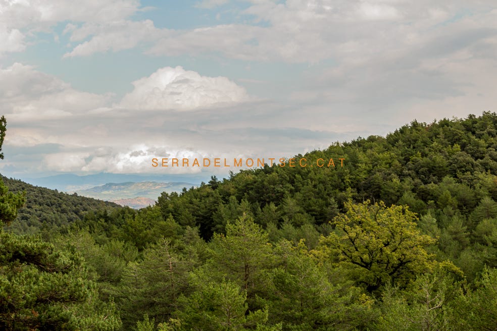 L’arbre monumental del Grell sobresortint la seva copa i alçada a la dreta. Al fons la Serra del Castell de Llaguarres. Vall del Roure, Purroi. Benavarri, Ribagorça d’Osca. Montsec de l’Estall. Aragó. L’arbre monumental del Grell sobresortint la seva copa i alçada a la dreta. Al fons la Serra del Castell de Llaguarres. Vall del Roure, Purroi. Benavarri, Ribagorça d’Osca. Montsec de l’Estall. Aragó.
