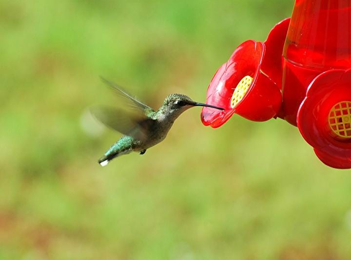 hummingbird-1617433_1920_full_width.jpg