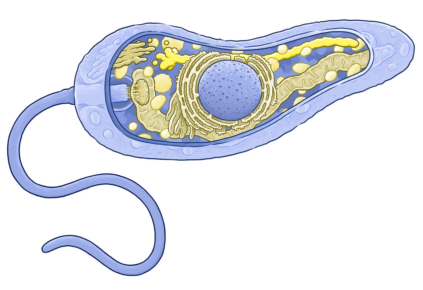 The same parasite diagram as above, but previewing what a colourblind person would see - a mix of blues and yellows, with the yellows used on organelles and the blues used for membrane and nucleus.