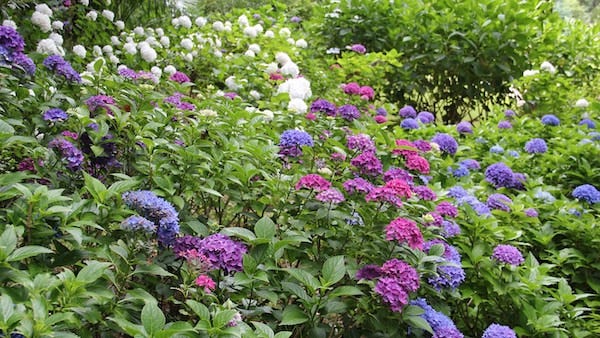 flower-garden