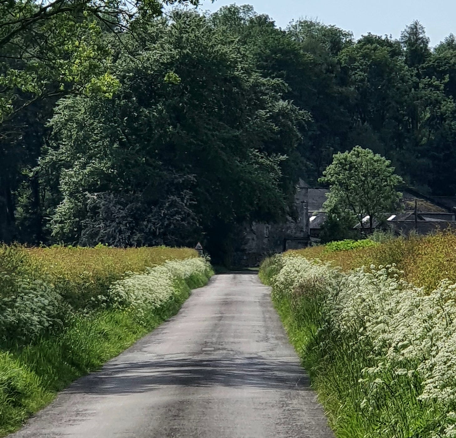 A Cumbrian scene of a country lane flanked by abundant cow parsley edging the road.