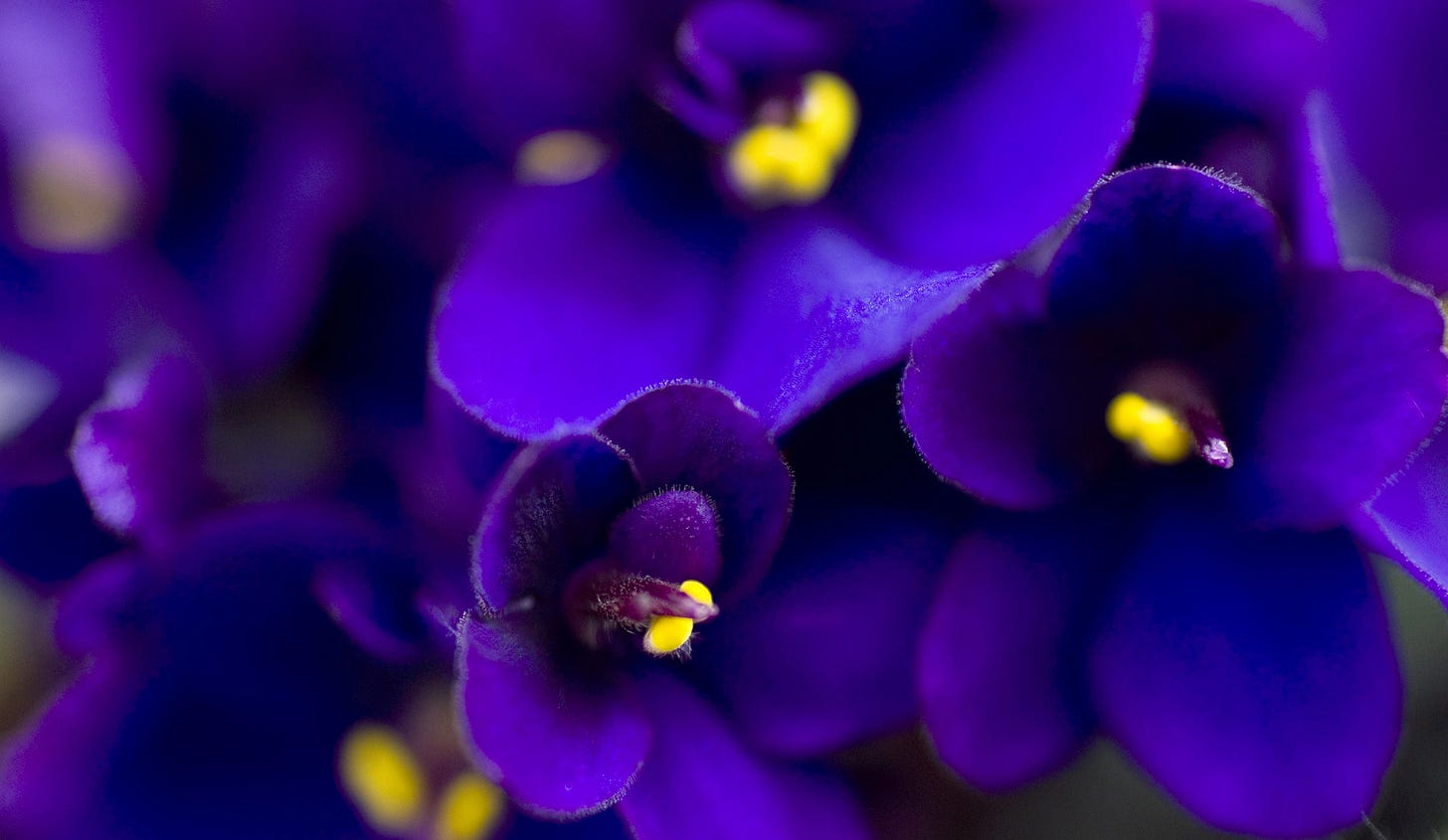 Closeup of vivi purple and gold African violet blossoms