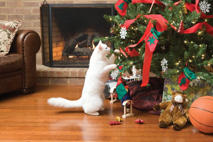 cat eating holiday tree