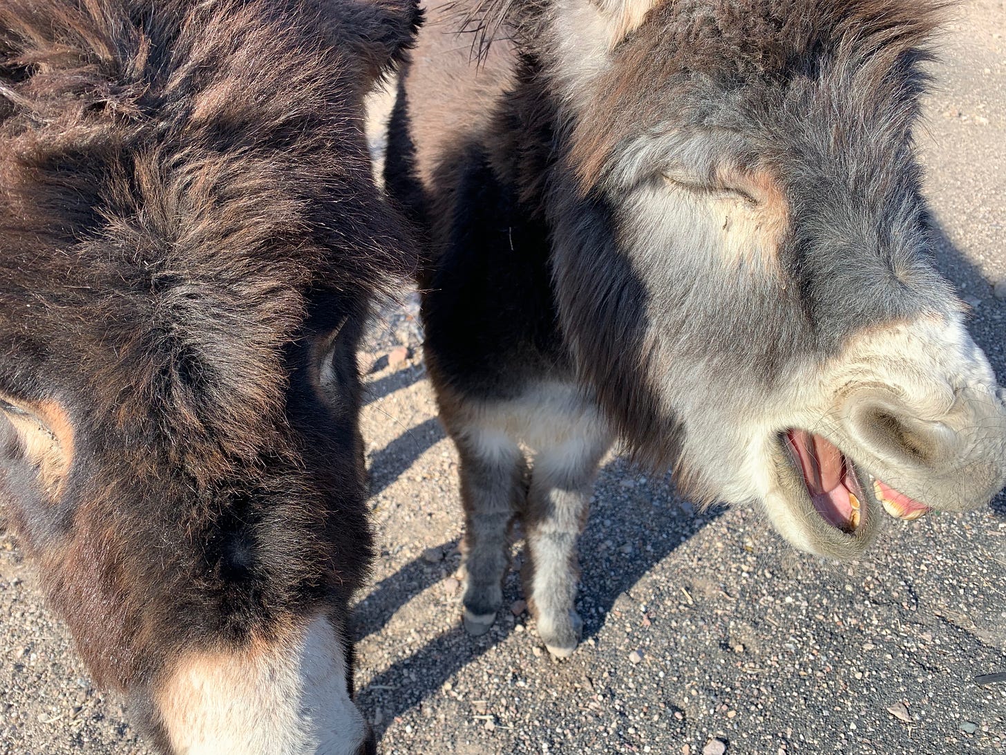 closeup of two burros' heads. One on the right seems to be laughing with eyes shut, but is probably just yawning.