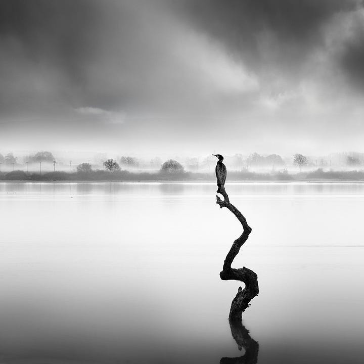 the lone bird on the black still branch looking over the horizon