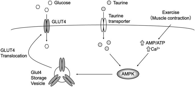 Effect of Taurine on the Regulation of Glucose Uptake in the Skeletal  Muscle | SpringerLink