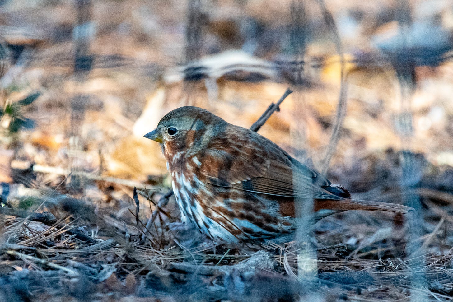 Fox sparrow on the ground in shadow, behind the out-of-focus mesh of a fence