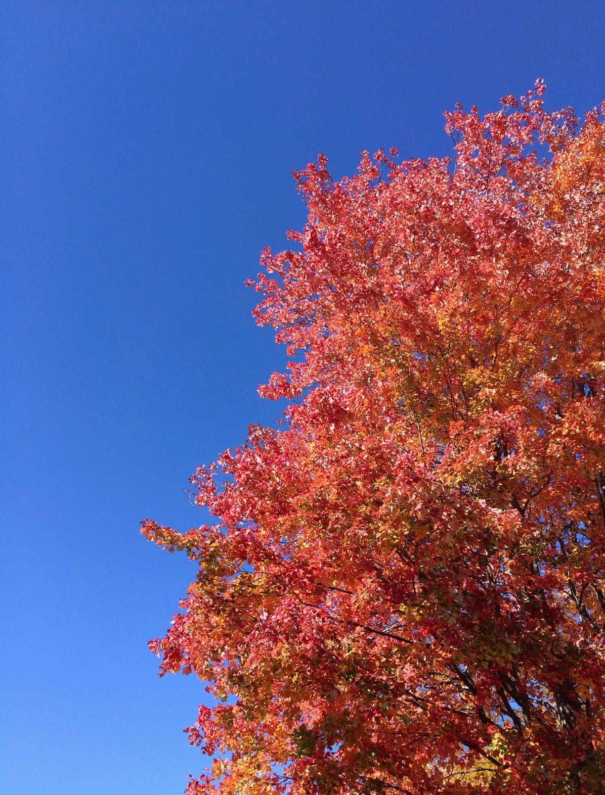 Bright red leaves on a tree, against a bright blue sky.