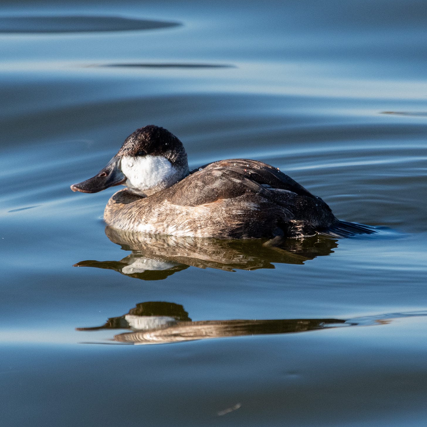 A ruddy duck, reflected and double-reflected in the water that it swims upon