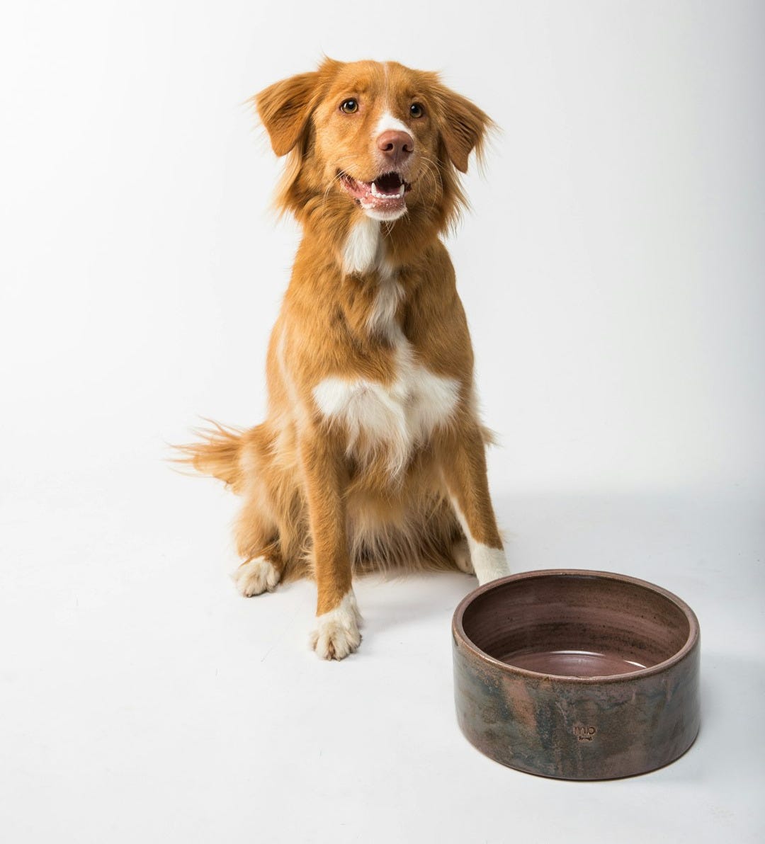brown and white long coated dog sitting on brown wooden round table