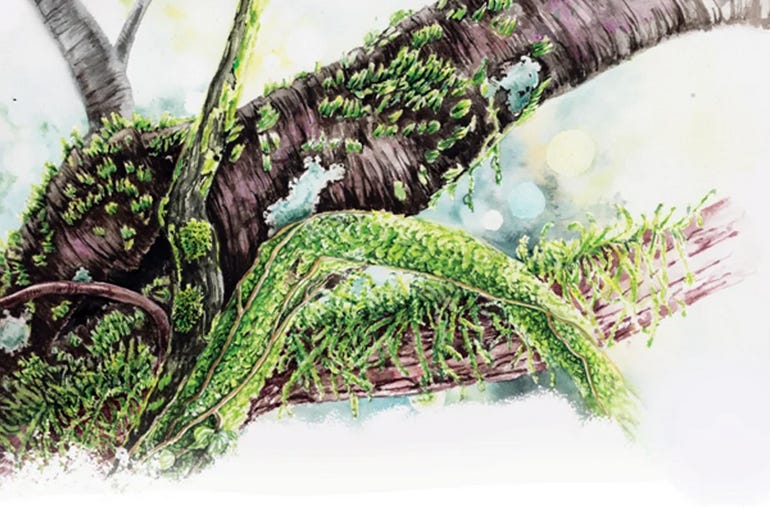a detailed botanical illustration shows various species of moss covering tree branches