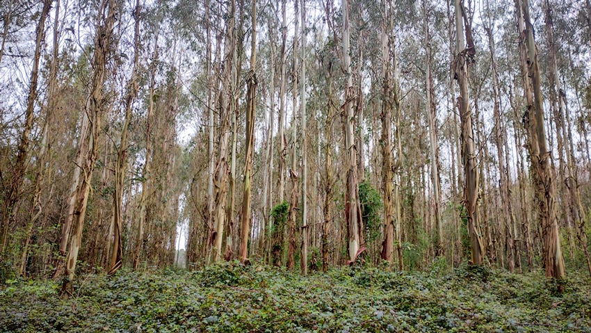Plantación de eucaliptos cerca de O Pedrouzo