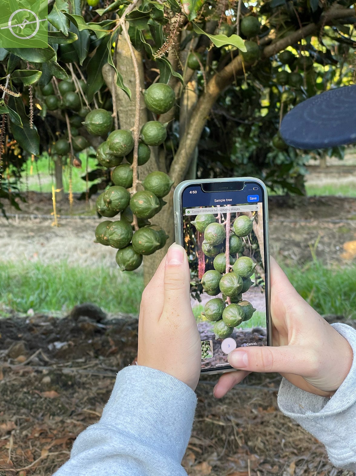 The Aerobotics “Aeroview InField” Ai-powered nut sizing mobile app in use: an in-field scout uses a mobile phone to take photographs of macadamia nuts
