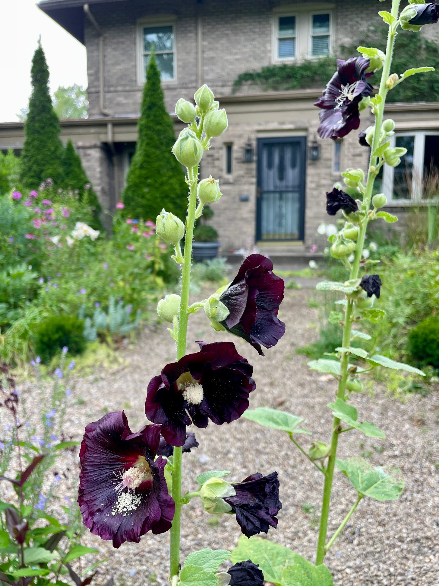 Dark hollyhocks in the Cottage garden in front of the other borders and the blue door. 