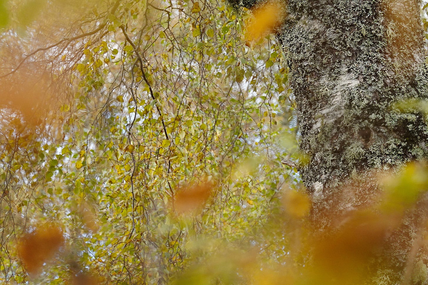 Looking through golden leaves, the lichen clad trunk of a silver birch tree contrasts with the yellowing canopy above