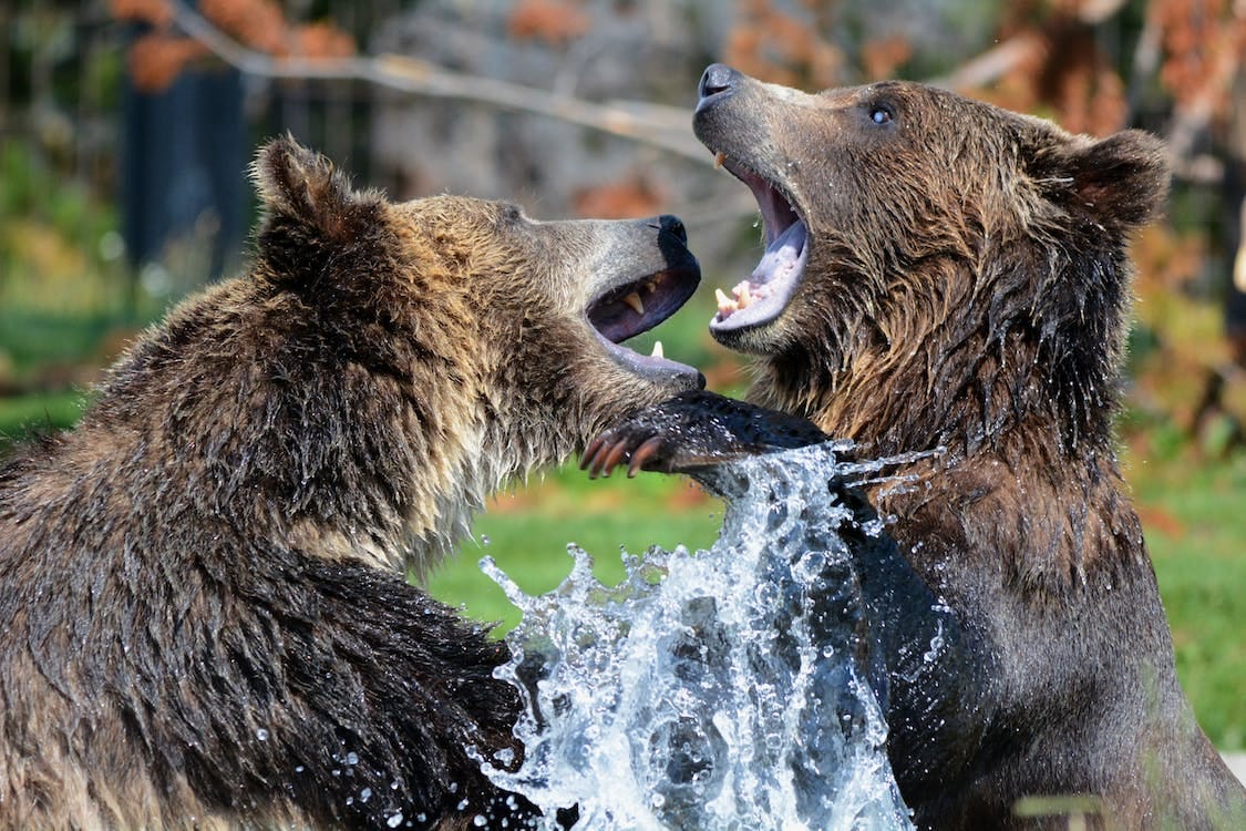 Free 2 Black Brown Bear on Body of Water Stock Photo