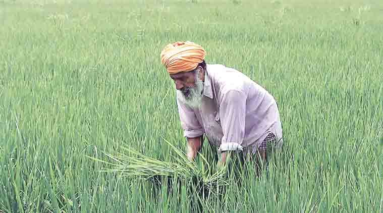 Paddy production in Punjab highest since 2014 | India News - The Indian  Express