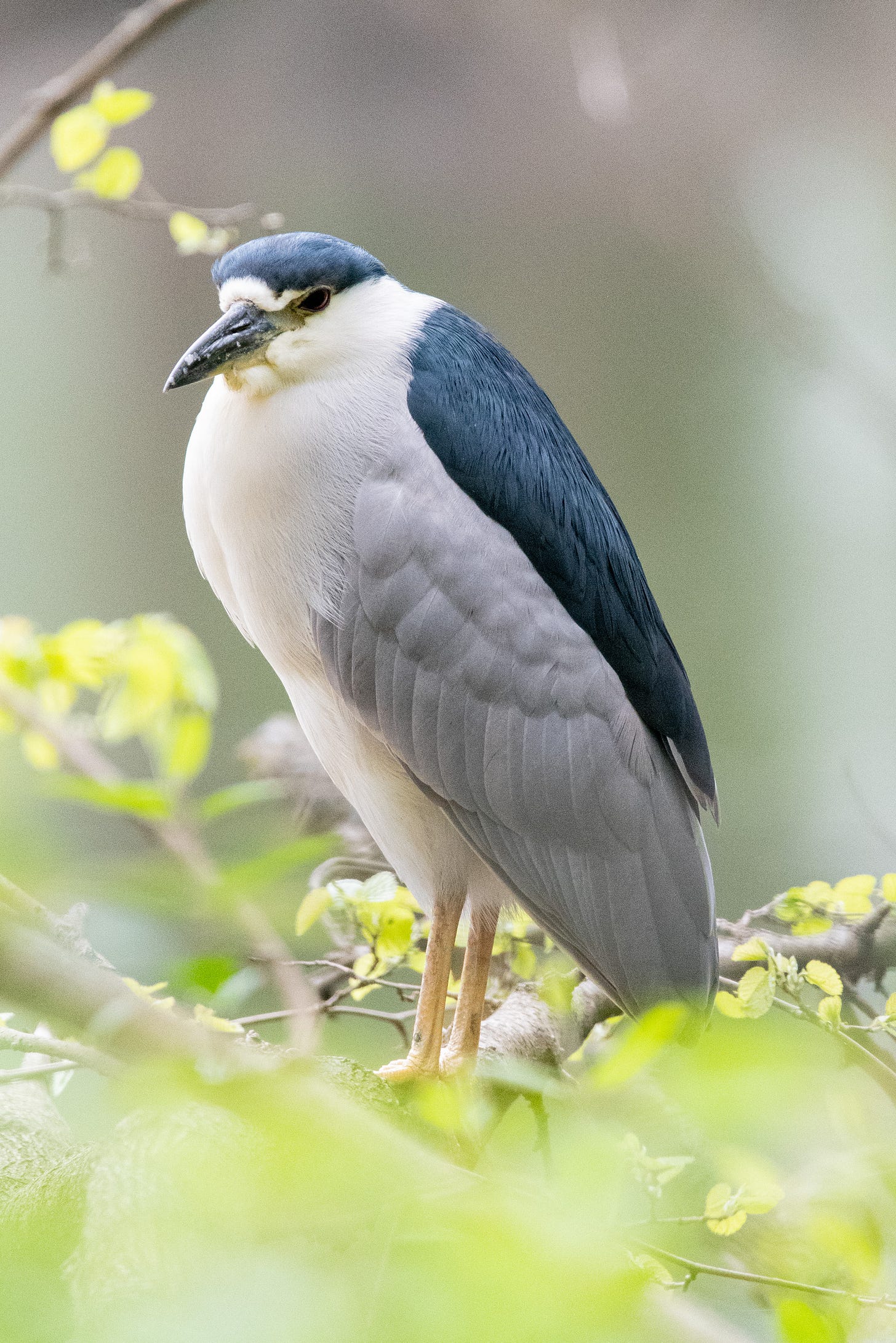 A black-crowned night heron resting with lids half closed, like a paunchy, somnolent lieutenant general in the Austro-Hungarian army