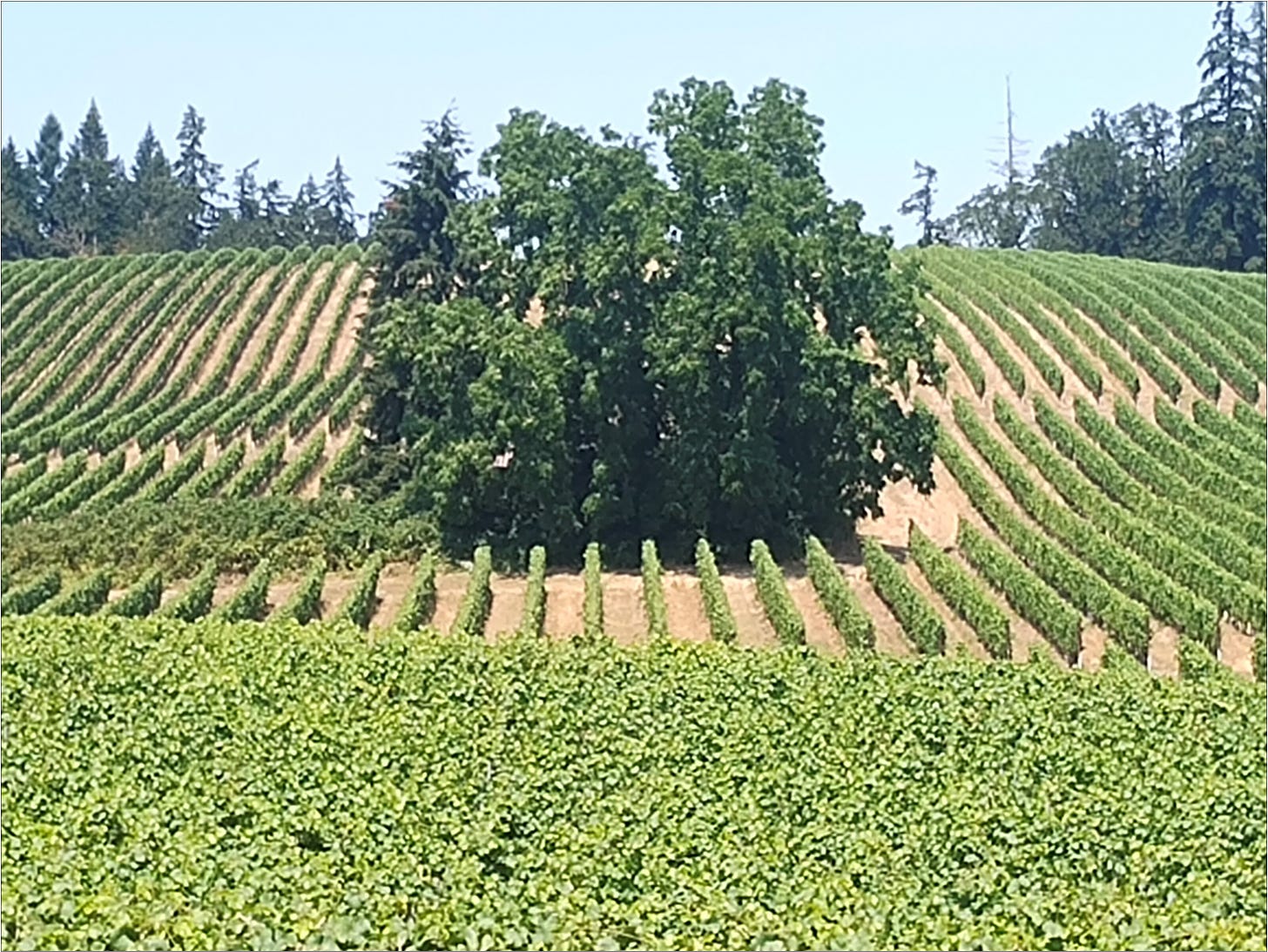 Heritage Walnut overlooking the hedged rows at Amalie Robert Estate.