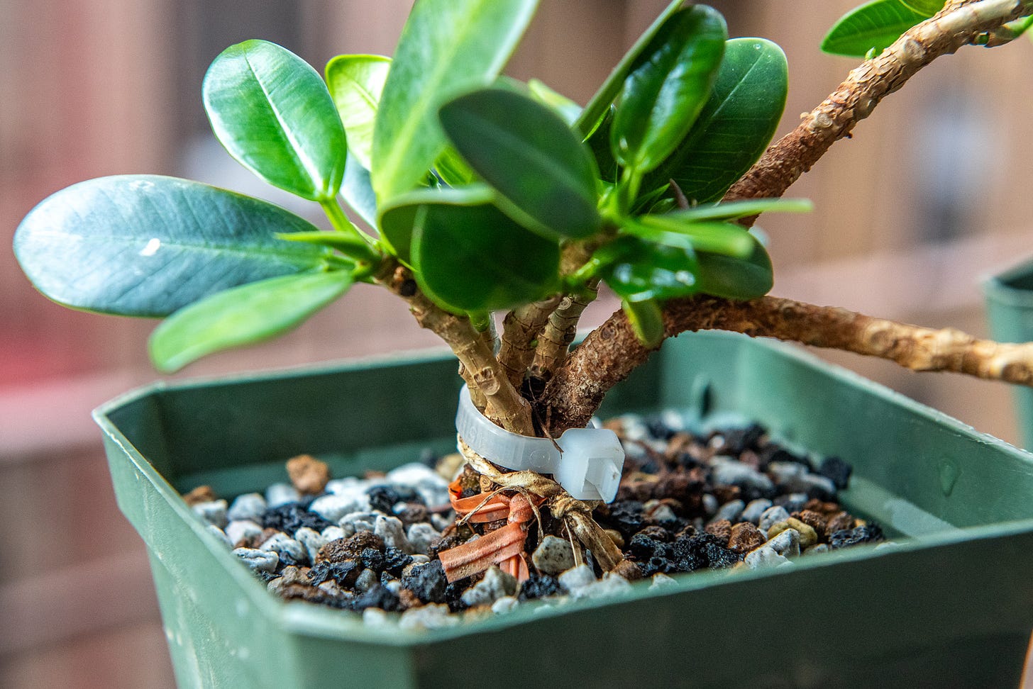 ID: Close up of clump ficus bonsai